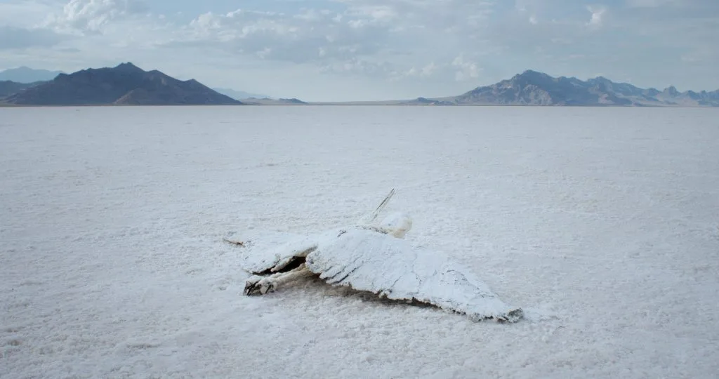 Brute Force (Felix Lenz & Ganaël Dumreicher, Áustria, 2025, 29’) — Messengers (Jeffrey Zablotny, Canadá, 2025, 45’)
